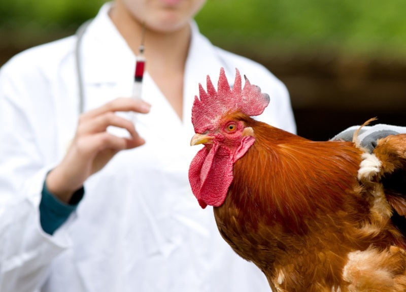 Choroby ptaków i ich leczenie